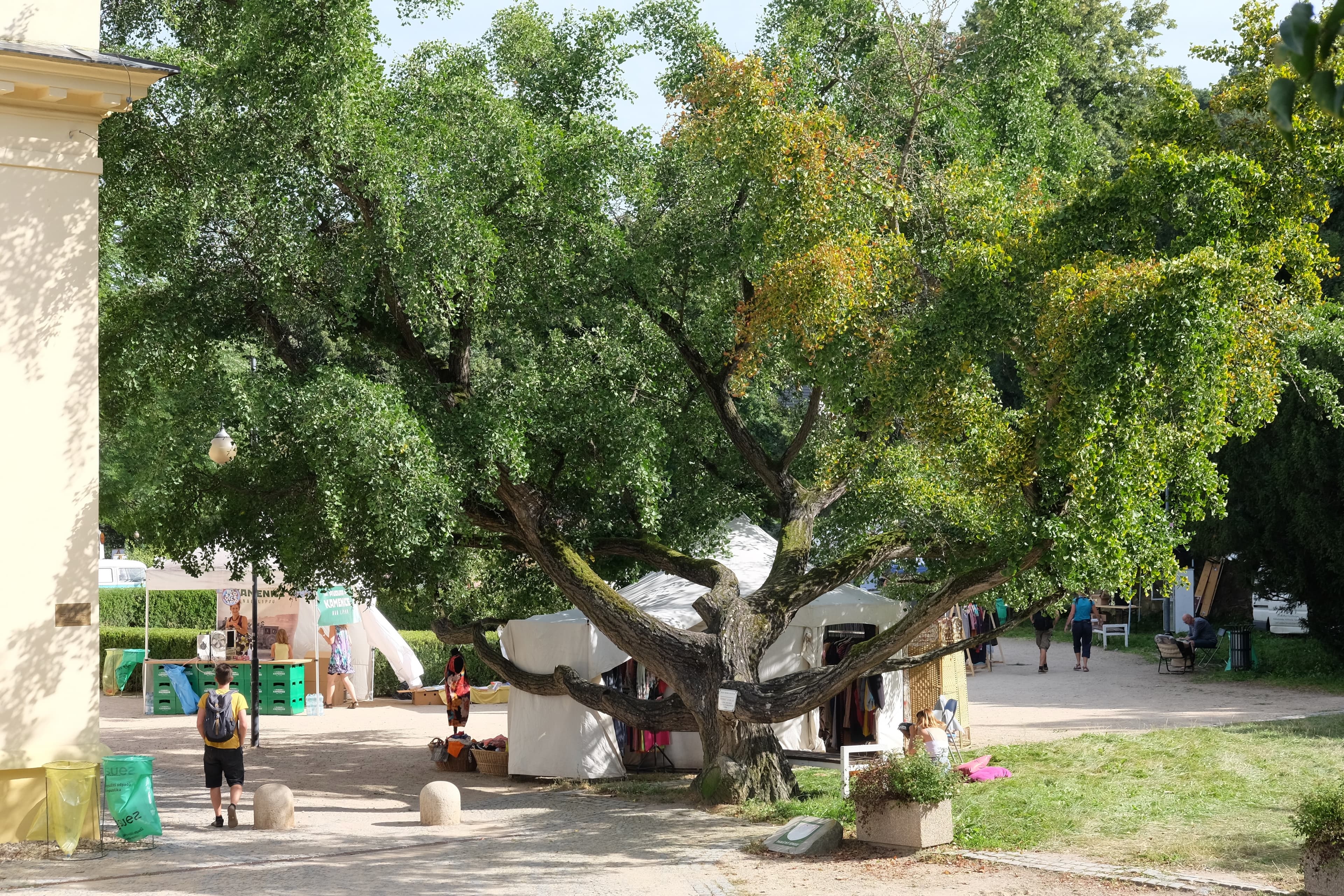 Jeden z ikonických boskovických stromů, jinan dvoulaločný u zámeckého skleníku (2020)